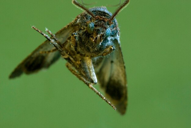 Foto close-up van een insect