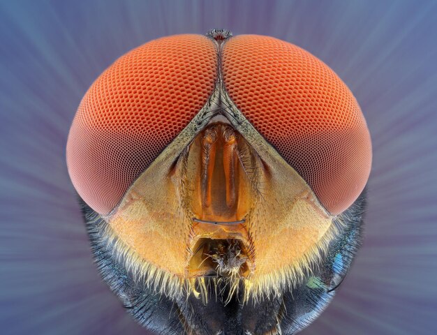 Foto close-up van een insect