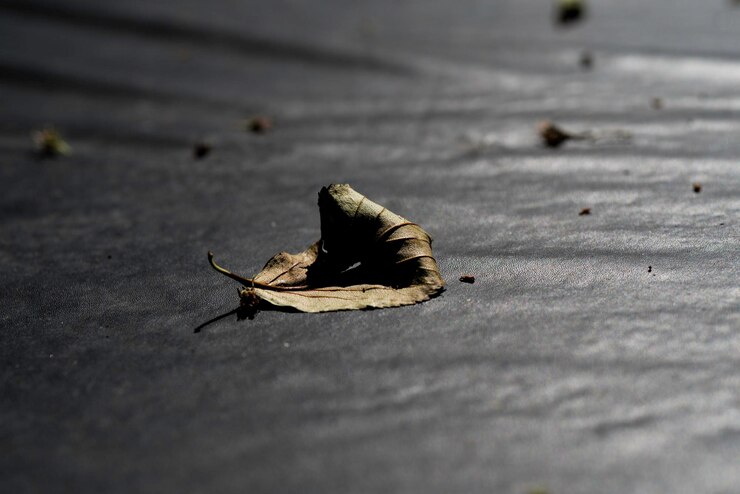 Foto close-up van een insect