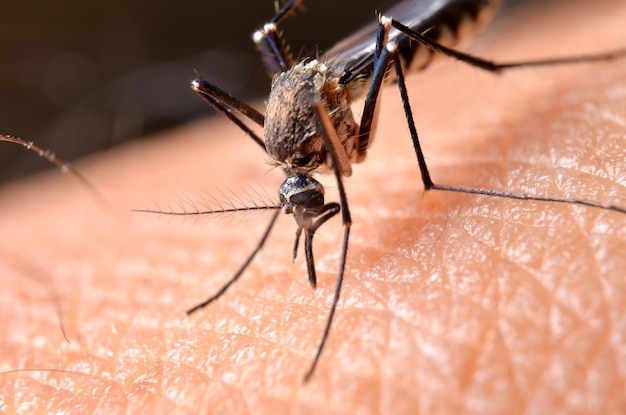 Foto close-up van een insect