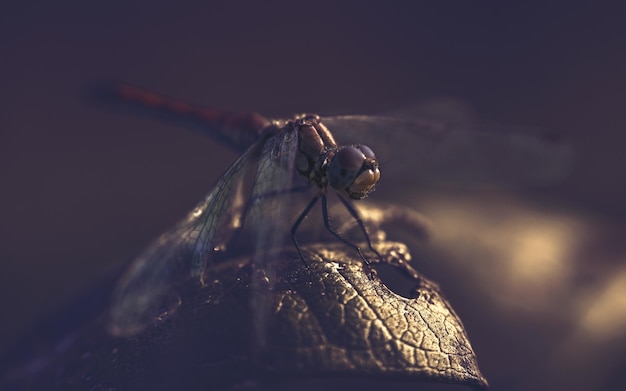 Close-up van een insect