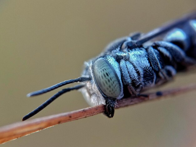 Foto close-up van een insectenbij