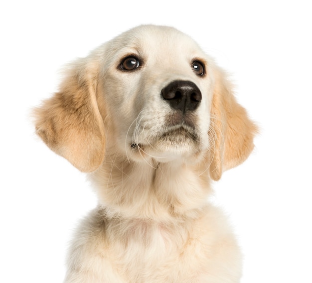 Close-up van een Jong geïsoleerd Golden retriever