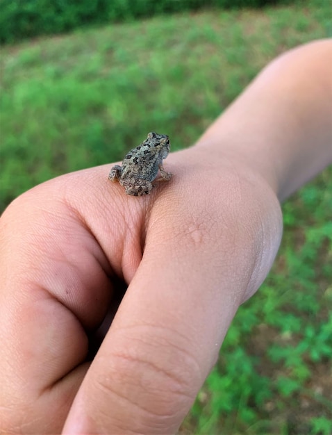 Foto close-up van een jong kikker met de hand vastgehouden