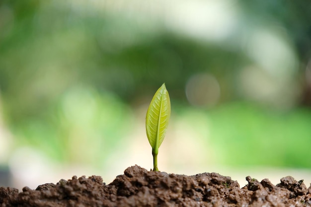 Close-up van een jong plantje dat op het veld groeit