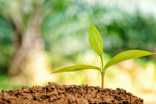 Close-up van een jong plantje dat op modder groeit