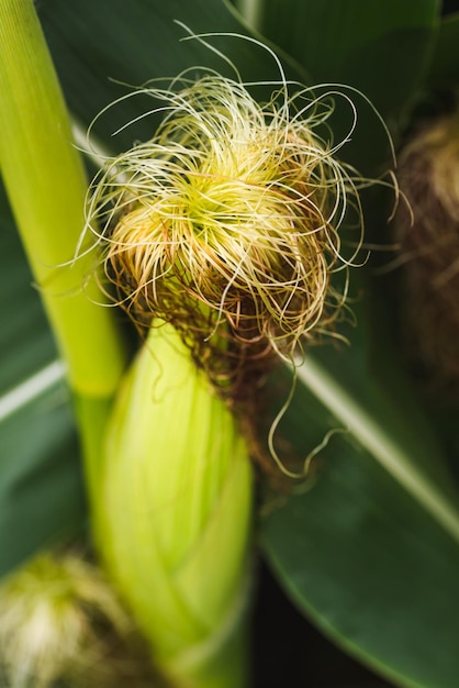 Close-up van een jonge maïsplant in de zomer