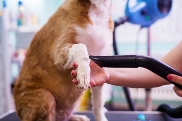 close up van een jonge schattige witte en bruine honden poten worden gedroogd met een ventilator door een vrouwelijke werknemer in een dierensalon.