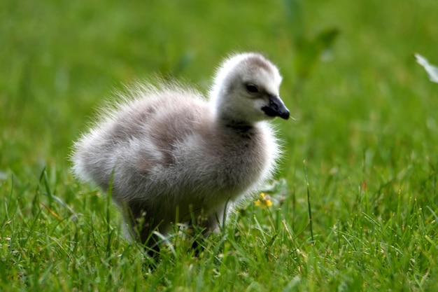 Foto close-up van een jonge vogel op het veld