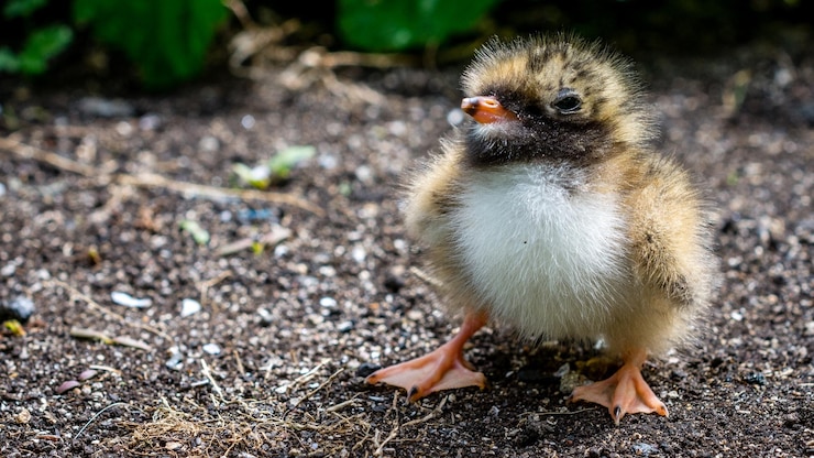 Foto close-up van een jonge vogel op het veld