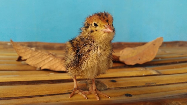 Foto close-up van een jonge vogel op hout