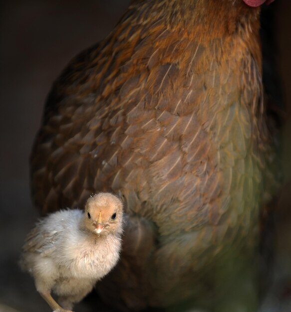 Foto close-up van een jonge vogel