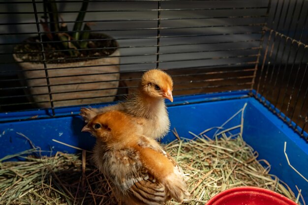 Foto close-up van een jonge vogel