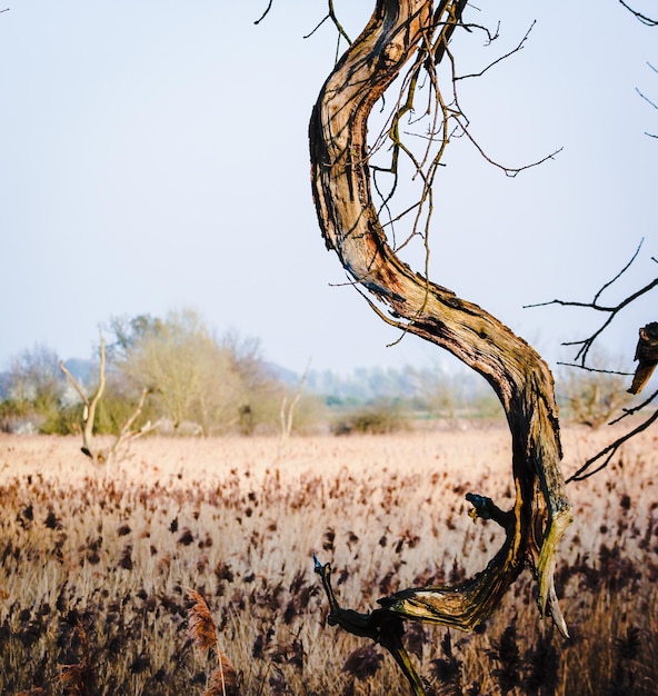 Foto close-up van een kale boom tegen een heldere lucht