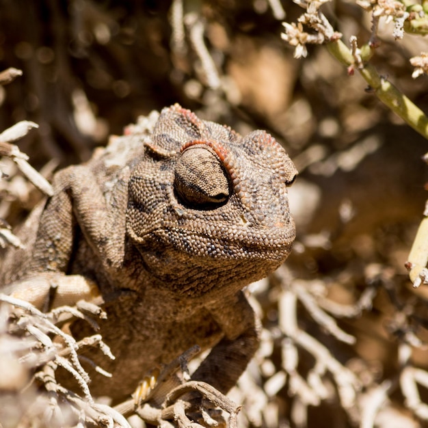 Close-up van een kameleon die op een struik zit