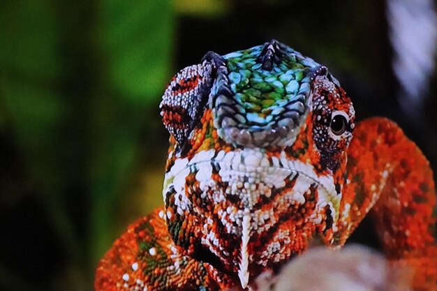 Foto close-up van een kameleon op een blad