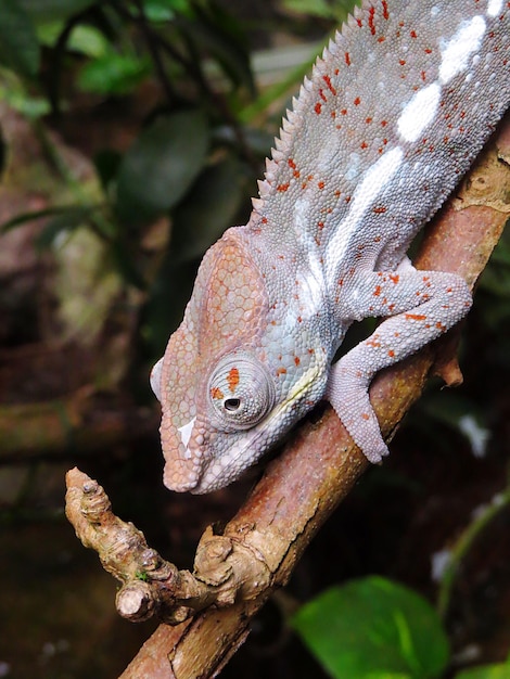 Close-up van een kameleon op een boom