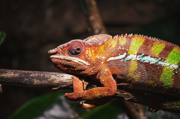 Close-up van een kameleon op een plant