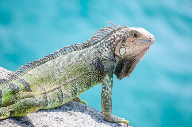 Close-up van een kameleon op een rots tegen de zee
