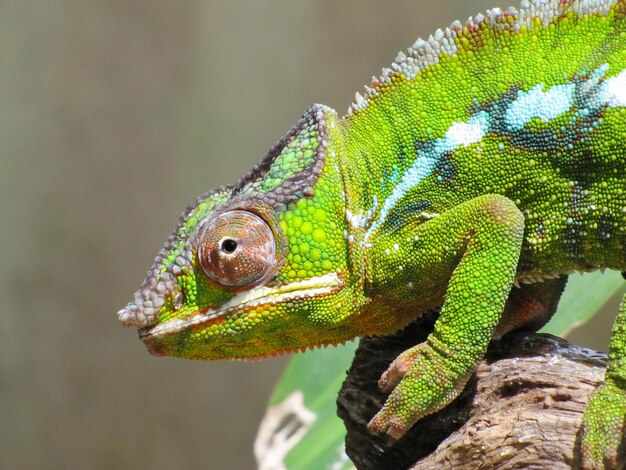 Close-up van een kameleon op een rots