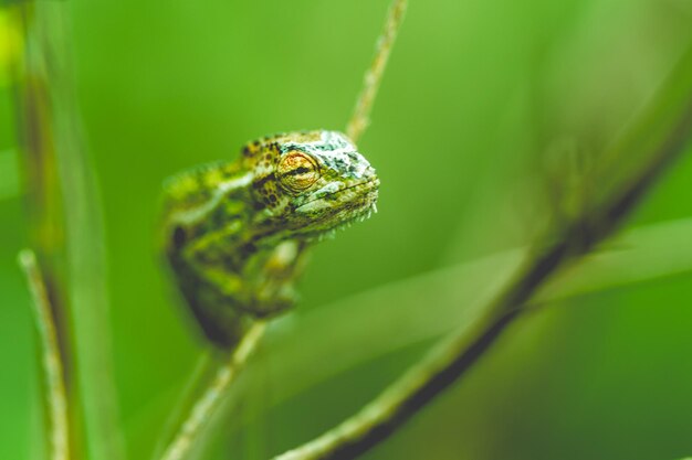 Close-up van een kameleon op een tak