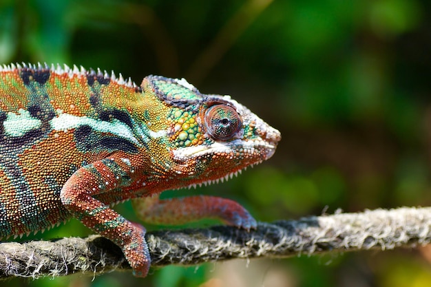 Close-up van een kameleon