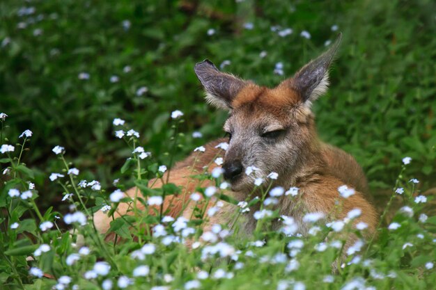 Foto close-up van een kangoeroe die op het veld rust