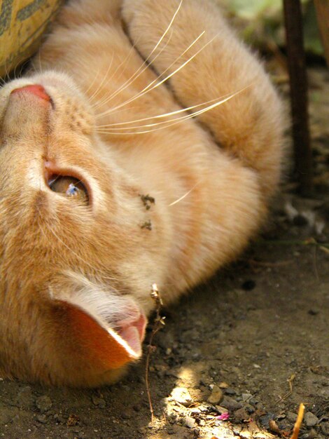 Close-up van een kat die buiten speelt