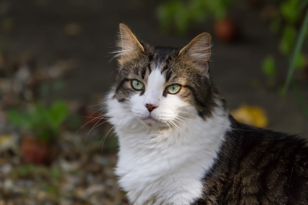 Close-up van een kat die buiten staat