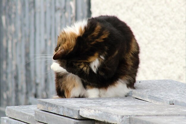 Foto close-up van een kat die buiten zit