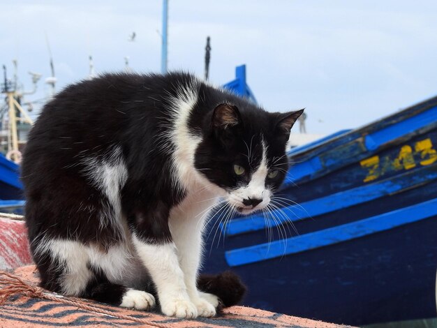 Foto close-up van een kat die buiten zit