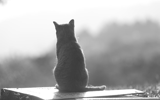 Foto close-up van een kat die buiten zit