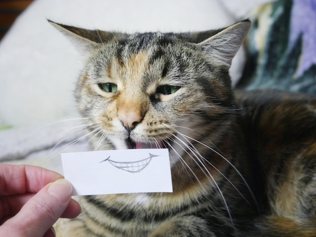 Foto close-up van een kat die de hand vasthoudt