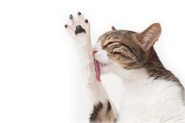 Close-up van een kat die een been likt