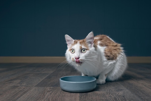 Close-up van een kat die eten eet in een kom op een hardhouten vloer