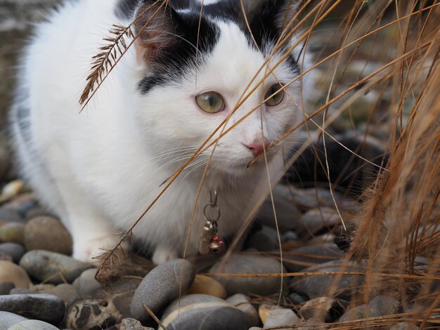 Foto close-up van een kat die naar gras kijkt