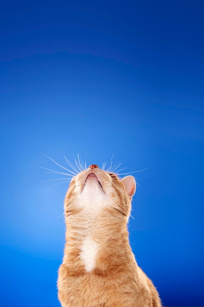 Close-up van een kat die omhoog kijkt