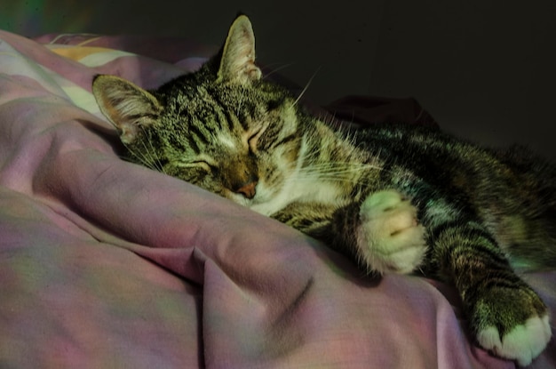 Close-up van een kat die op bed ligt