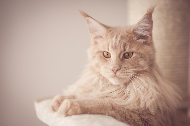 Close-up van een kat die op een bank tegen de muur rust