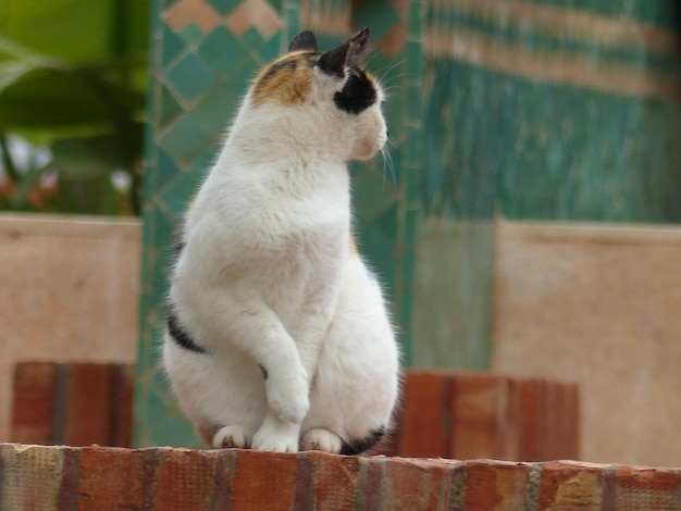 Foto close-up van een kat die op een steunmuur zit