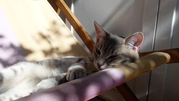 Close-up van een kat die op een stoel ligt