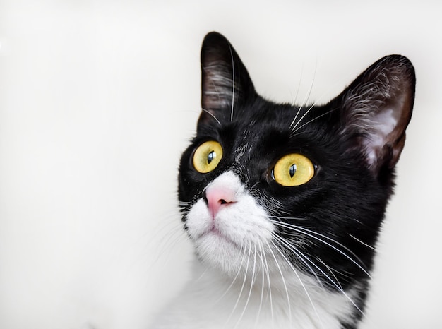 Close-up van een kat die op een witte achtergrond wegkijkt