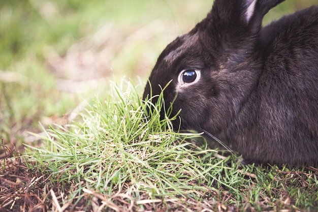 Foto close-up van een kat die op het gras ligt