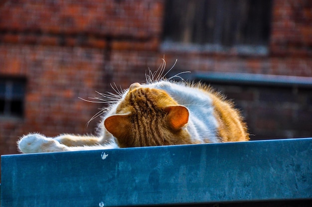 Foto close-up van een kat die op metaal ligt