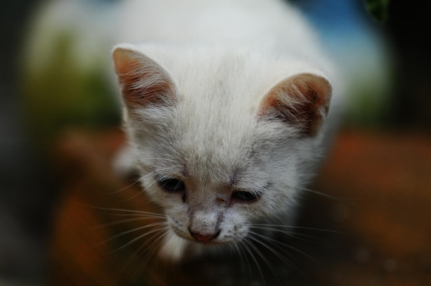 Close-up van een kat die op straat zit