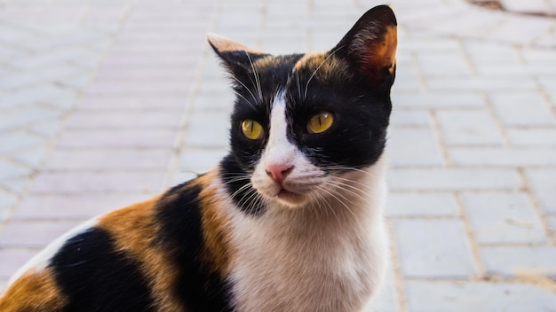Close-up van een kat die op straat zit