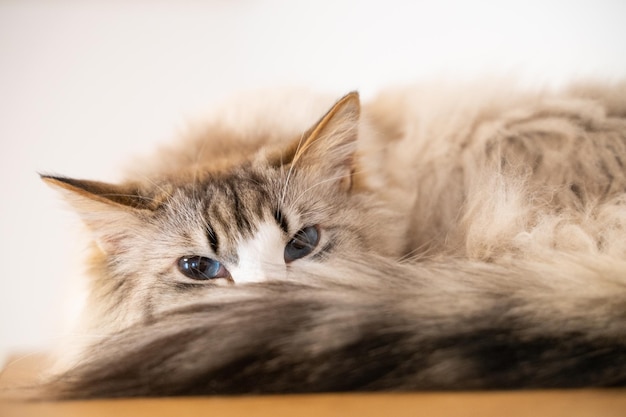 Foto close-up van een kat die rusten