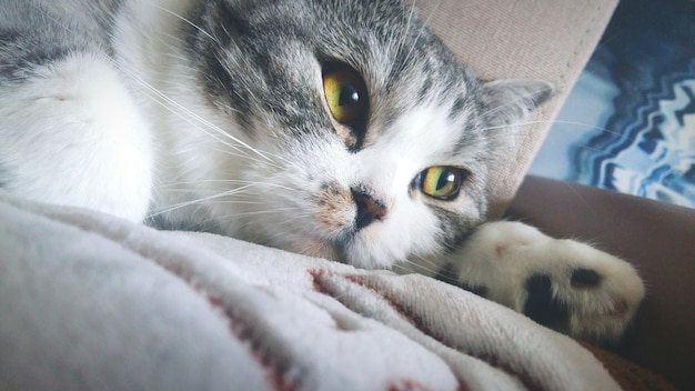 Close-up van een kat die thuis ontspant