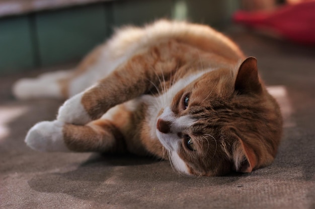 Close-up van een kat die thuis ontspant