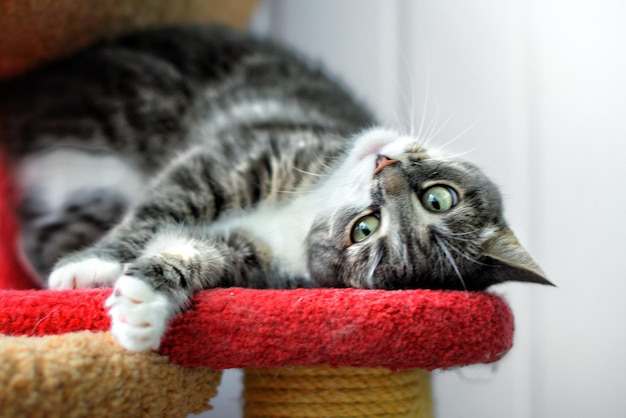 Close-up van een kat die thuis rust